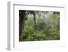 Rainforest Canopy Walkway, Sabah, Borneo, September 2015-Adrian Davies-Framed Photographic Print