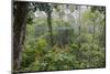 Rainforest Canopy Walkway, Sabah, Borneo, September 2015-Adrian Davies-Mounted Photographic Print