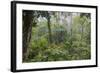 Rainforest Canopy Walkway, Sabah, Borneo, September 2015-Adrian Davies-Framed Photographic Print