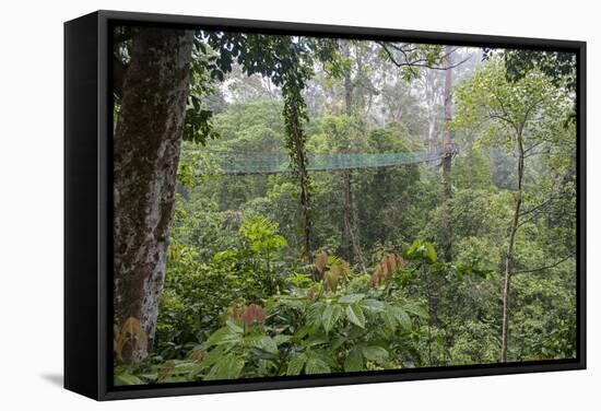 Rainforest Canopy Walkway, Sabah, Borneo, September 2015-Adrian Davies-Framed Stretched Canvas