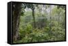 Rainforest Canopy Walkway, Sabah, Borneo, September 2015-Adrian Davies-Framed Stretched Canvas