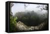 Rainforest Canopy. Yasuni NP, Amazon Rainforest, Ecuador-Pete Oxford-Framed Stretched Canvas