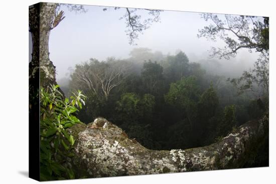 Rainforest Canopy. Yasuni NP, Amazon Rainforest, Ecuador-Pete Oxford-Stretched Canvas