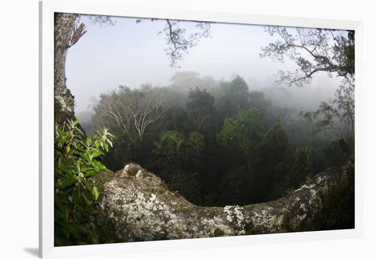 Rainforest Canopy. Yasuni NP, Amazon Rainforest, Ecuador-Pete Oxford-Framed Photographic Print