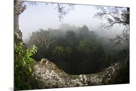 Rainforest Canopy. Yasuni NP, Amazon Rainforest, Ecuador-Pete Oxford-Mounted Premium Photographic Print