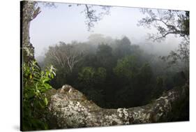 Rainforest Canopy. Yasuni NP, Amazon Rainforest, Ecuador-Pete Oxford-Stretched Canvas