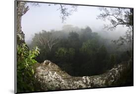 Rainforest Canopy. Yasuni NP, Amazon Rainforest, Ecuador-Pete Oxford-Mounted Photographic Print