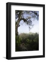 Rainforest Canopy. Yasuni NP, Amazon Rainforest, Ecuador-Pete Oxford-Framed Photographic Print