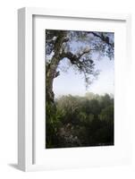 Rainforest Canopy. Yasuni NP, Amazon Rainforest, Ecuador-Pete Oxford-Framed Photographic Print