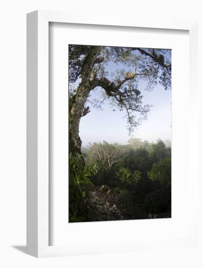 Rainforest Canopy. Yasuni NP, Amazon Rainforest, Ecuador-Pete Oxford-Framed Photographic Print