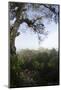 Rainforest Canopy. Yasuni NP, Amazon Rainforest, Ecuador-Pete Oxford-Mounted Photographic Print