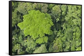 Rainforest Canopy, Yasuni NP, Amazon Rainforest, Ecuador-Pete Oxford-Framed Stretched Canvas