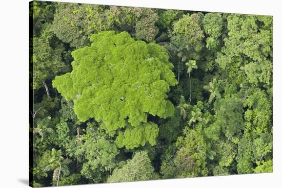 Rainforest Canopy, Yasuni NP, Amazon Rainforest, Ecuador-Pete Oxford-Stretched Canvas