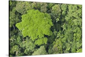 Rainforest Canopy, Yasuni NP, Amazon Rainforest, Ecuador-Pete Oxford-Stretched Canvas