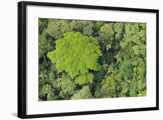 Rainforest Canopy, Yasuni NP, Amazon Rainforest, Ecuador-Pete Oxford-Framed Photographic Print