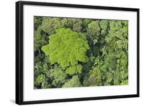 Rainforest Canopy, Yasuni NP, Amazon Rainforest, Ecuador-Pete Oxford-Framed Photographic Print