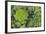 Rainforest Canopy, Yasuni NP, Amazon Rainforest, Ecuador-Pete Oxford-Framed Photographic Print
