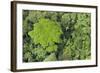 Rainforest Canopy, Yasuni NP, Amazon Rainforest, Ecuador-Pete Oxford-Framed Photographic Print