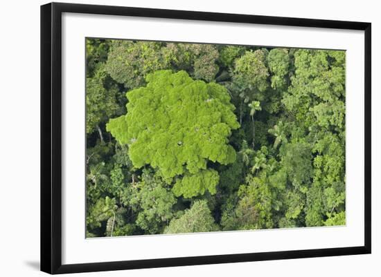 Rainforest Canopy, Yasuni NP, Amazon Rainforest, Ecuador-Pete Oxford-Framed Photographic Print