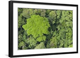 Rainforest Canopy, Yasuni NP, Amazon Rainforest, Ecuador-Pete Oxford-Framed Photographic Print