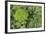 Rainforest Canopy, Yasuni NP, Amazon Rainforest, Ecuador-Pete Oxford-Framed Photographic Print