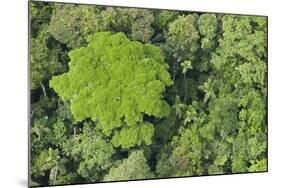 Rainforest Canopy, Yasuni NP, Amazon Rainforest, Ecuador-Pete Oxford-Mounted Photographic Print