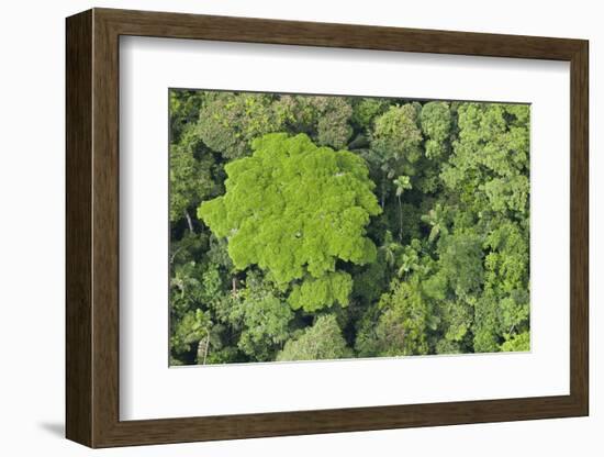 Rainforest Canopy, Yasuni NP, Amazon Rainforest, Ecuador-Pete Oxford-Framed Photographic Print