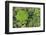 Rainforest Canopy, Yasuni NP, Amazon Rainforest, Ecuador-Pete Oxford-Framed Photographic Print