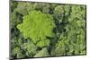 Rainforest Canopy, Yasuni NP, Amazon Rainforest, Ecuador-Pete Oxford-Mounted Photographic Print