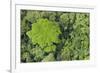 Rainforest Canopy, Yasuni NP, Amazon Rainforest, Ecuador-Pete Oxford-Framed Photographic Print