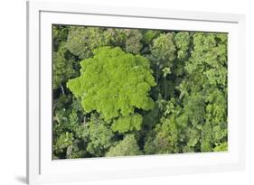 Rainforest Canopy, Yasuni NP, Amazon Rainforest, Ecuador-Pete Oxford-Framed Photographic Print