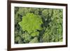 Rainforest Canopy, Yasuni NP, Amazon Rainforest, Ecuador-Pete Oxford-Framed Photographic Print