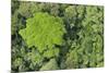 Rainforest Canopy, Yasuni NP, Amazon Rainforest, Ecuador-Pete Oxford-Mounted Photographic Print