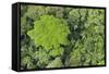 Rainforest Canopy, Yasuni NP, Amazon Rainforest, Ecuador-Pete Oxford-Framed Stretched Canvas