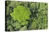 Rainforest Canopy, Yasuni NP, Amazon Rainforest, Ecuador-Pete Oxford-Stretched Canvas