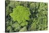 Rainforest Canopy, Yasuni NP, Amazon Rainforest, Ecuador-Pete Oxford-Stretched Canvas