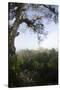 Rainforest Canopy. Yasuni NP, Amazon Rainforest, Ecuador-Pete Oxford-Stretched Canvas