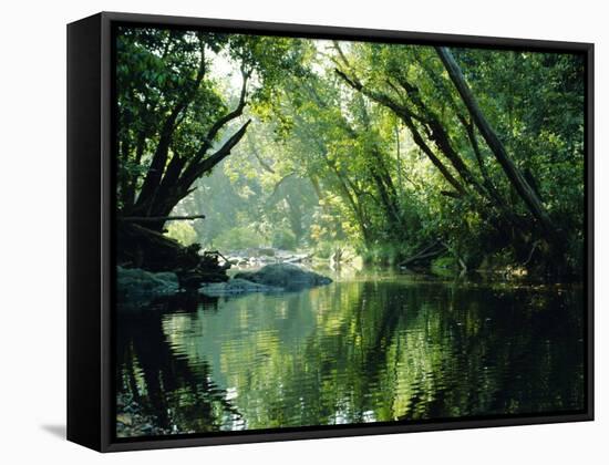 Rainforest, Cape Tribulation National Park,Queensland, Australia-Amanda Hall-Framed Stretched Canvas