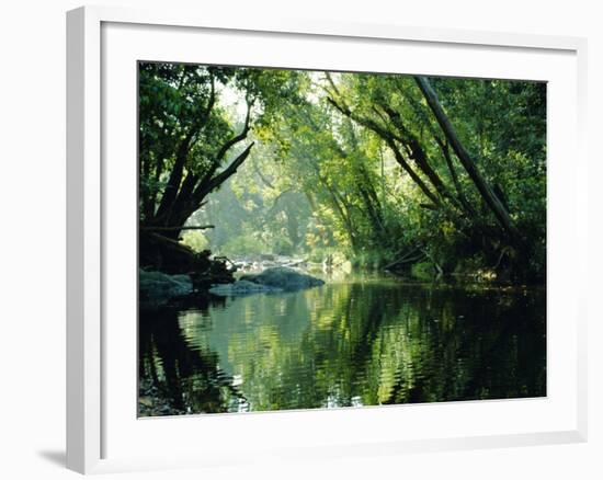 Rainforest, Cape Tribulation National Park,Queensland, Australia-Amanda Hall-Framed Photographic Print