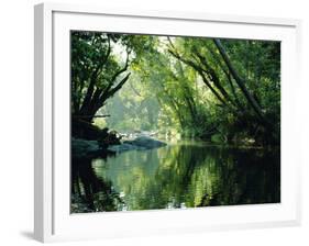 Rainforest, Cape Tribulation National Park,Queensland, Australia-Amanda Hall-Framed Photographic Print