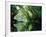 Rainforest, Cape Tribulation National Park,Queensland, Australia-Amanda Hall-Framed Photographic Print