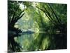 Rainforest, Cape Tribulation National Park,Queensland, Australia-Amanda Hall-Mounted Photographic Print