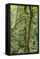 Rainforest, Costa Rica-Paul Souders-Framed Stretched Canvas