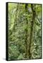 Rainforest, Costa Rica-Paul Souders-Framed Stretched Canvas