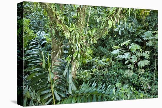 Rainforest, Costa Rica-null-Stretched Canvas