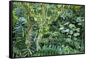 Rainforest, Costa Rica-null-Framed Stretched Canvas