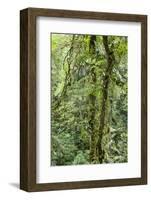 Rainforest, Costa Rica-Paul Souders-Framed Photographic Print