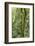 Rainforest, Costa Rica-Paul Souders-Framed Photographic Print