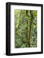 Rainforest, Costa Rica-Paul Souders-Framed Photographic Print