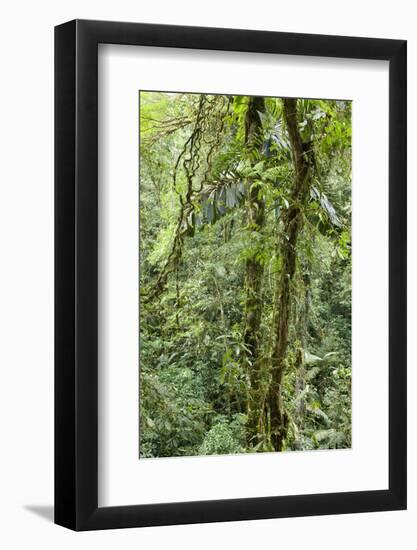 Rainforest, Costa Rica-Paul Souders-Framed Photographic Print